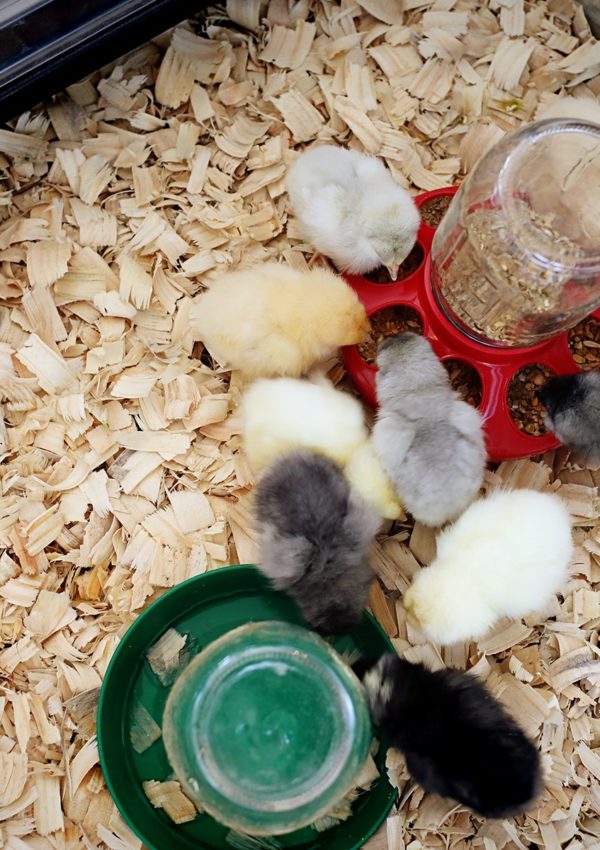 The first things we learned raising baby chicks