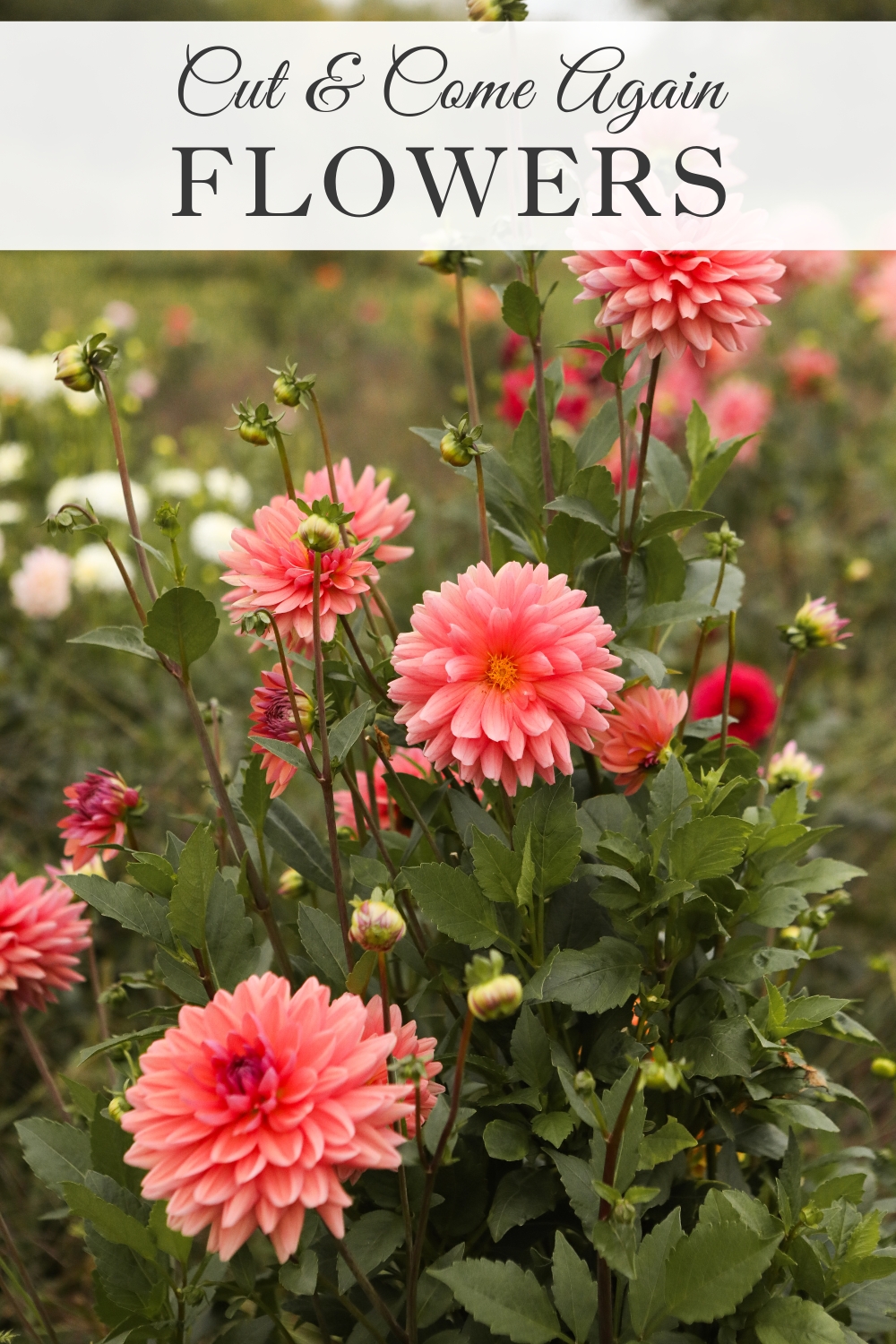 12 Cut and Come Again Flowers Sugar Maple Farmhouse