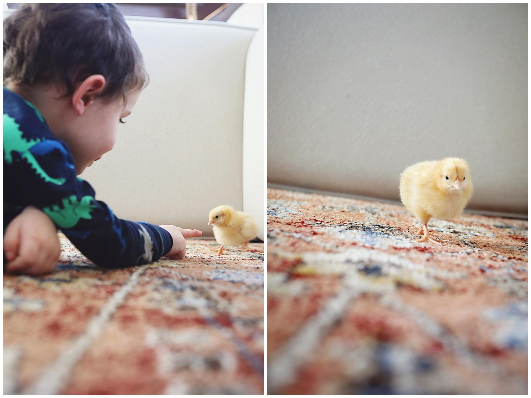 What we learned raising baby chicks