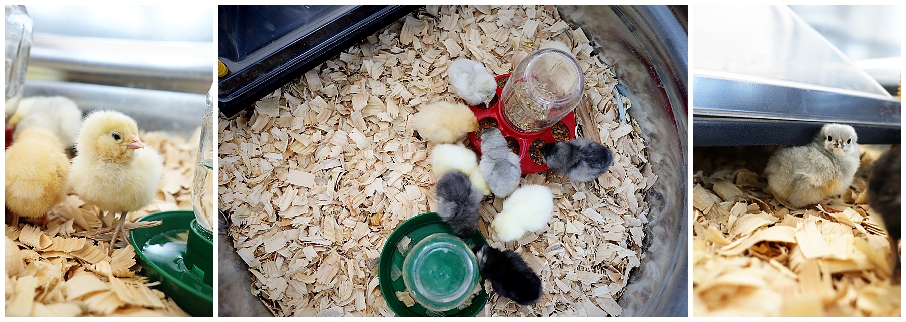 What we learned raising baby chicks
