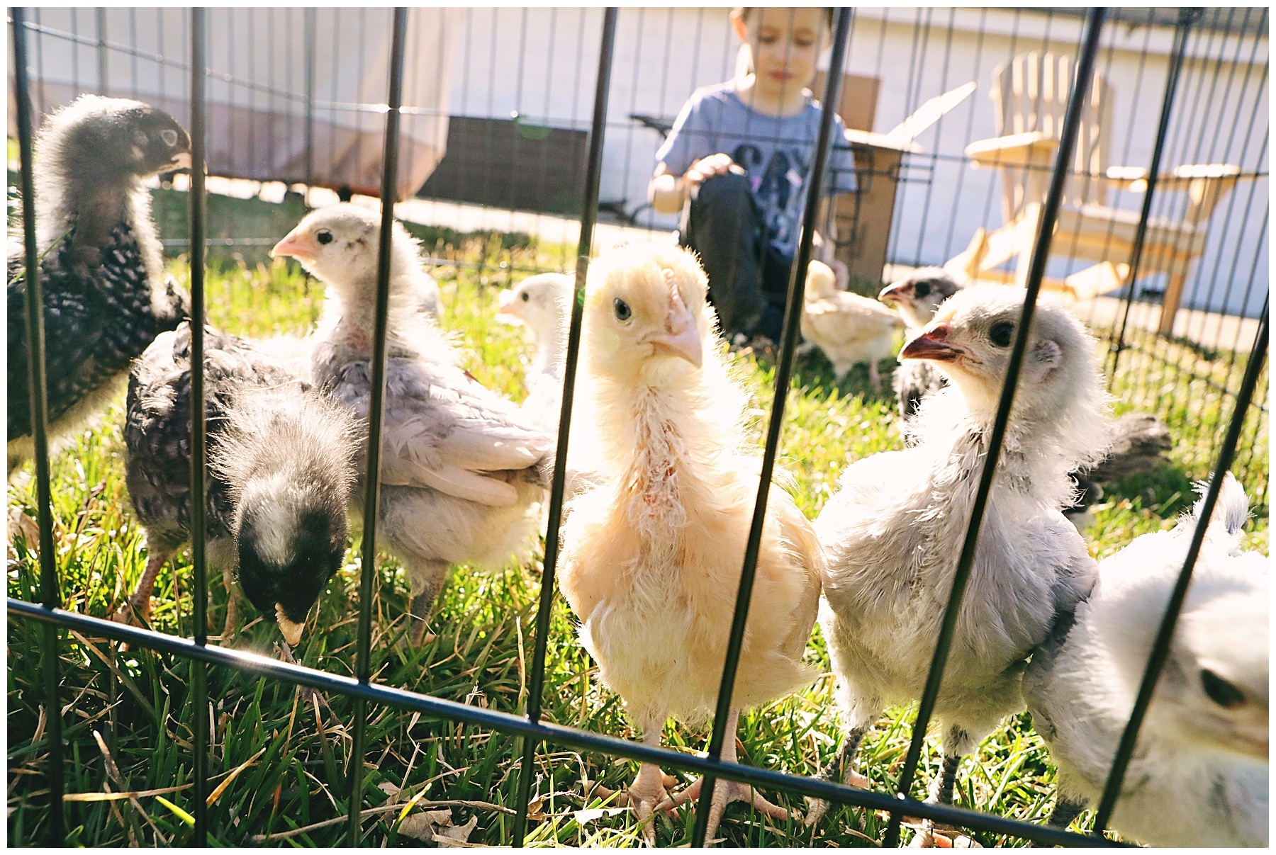 Raising Farm Kids and Chickens