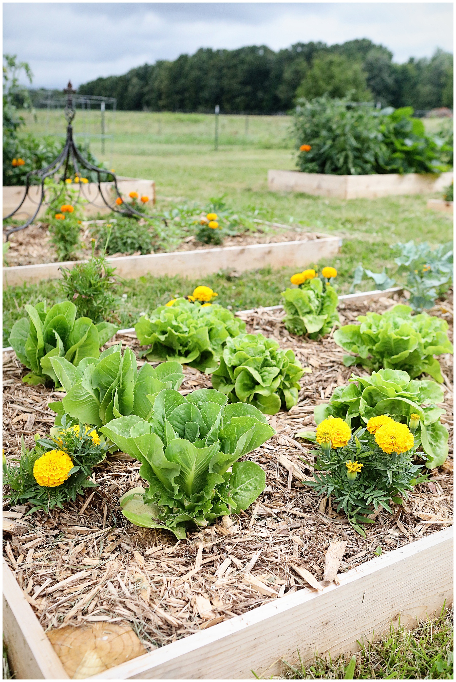 How to kill grass and weeds naturally in garden beds