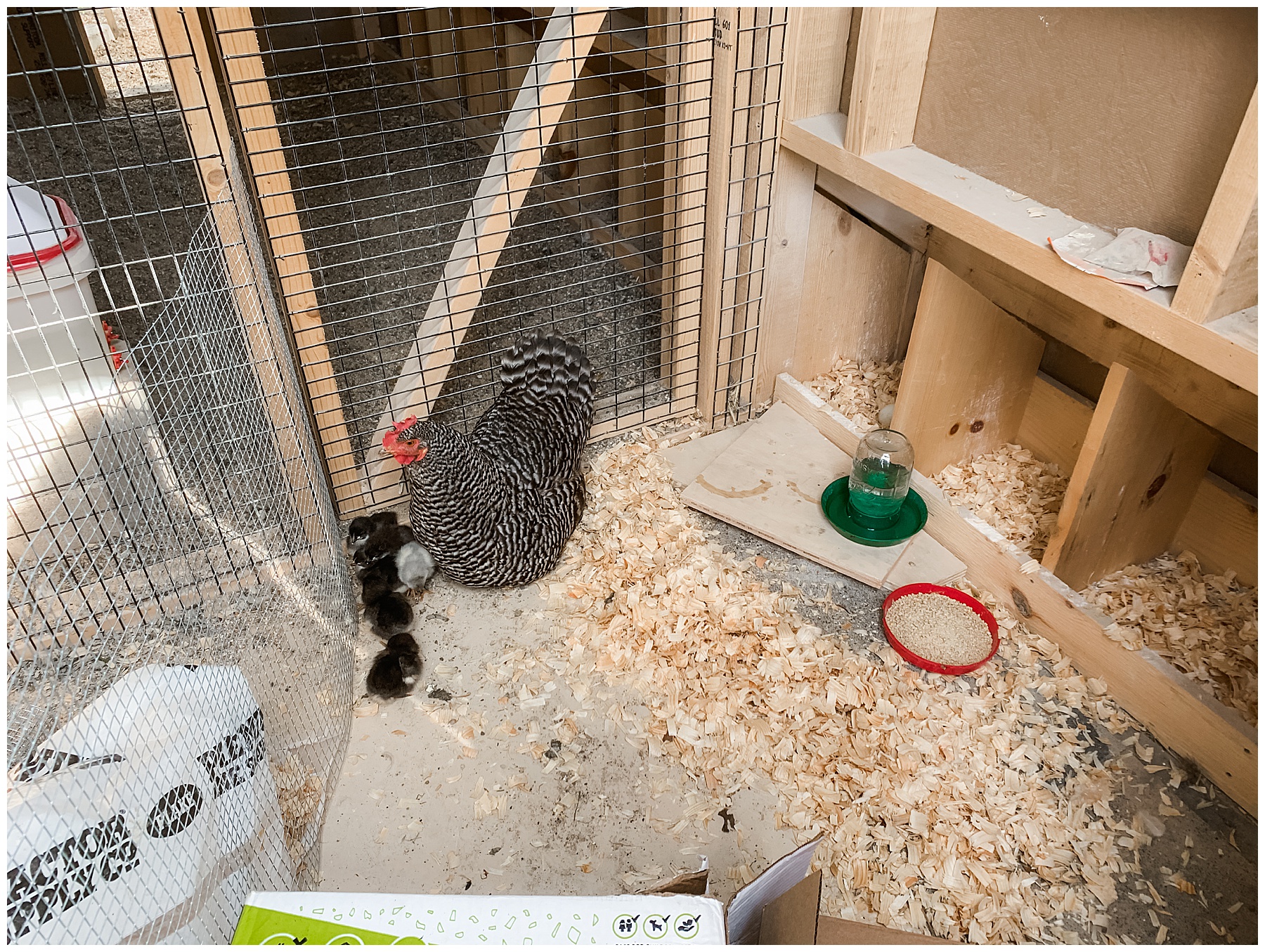 Hatching chicks