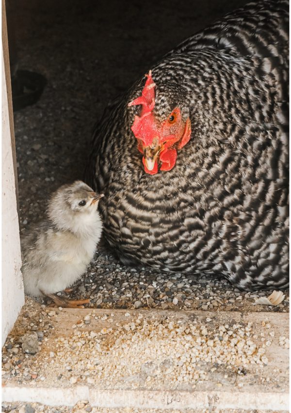 Lessons from hatching chicks on the farm