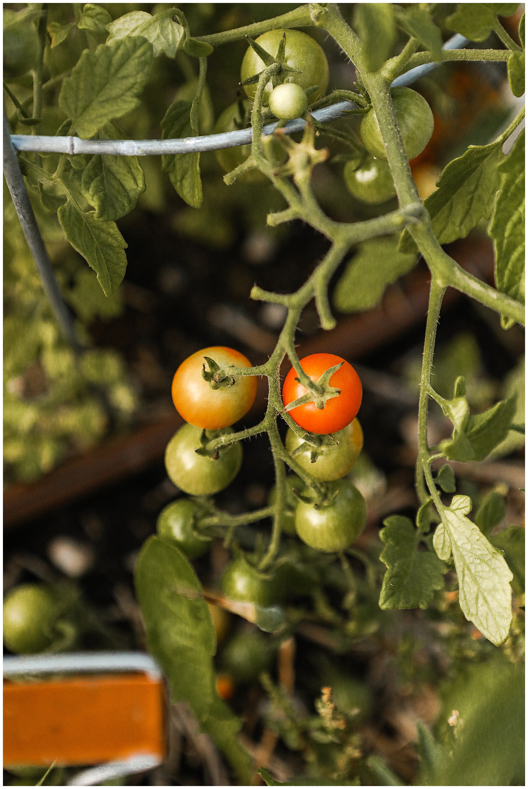 Rupunzel tomatoes