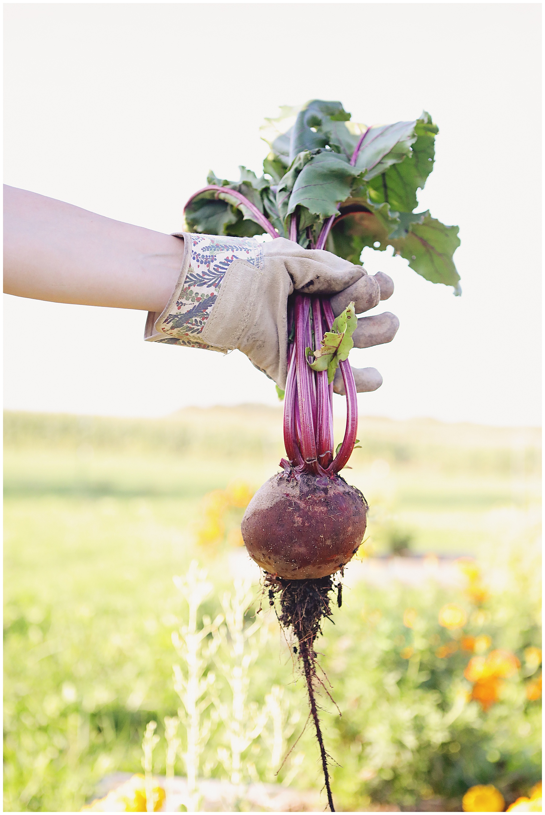 Plant Beets in a fall garden