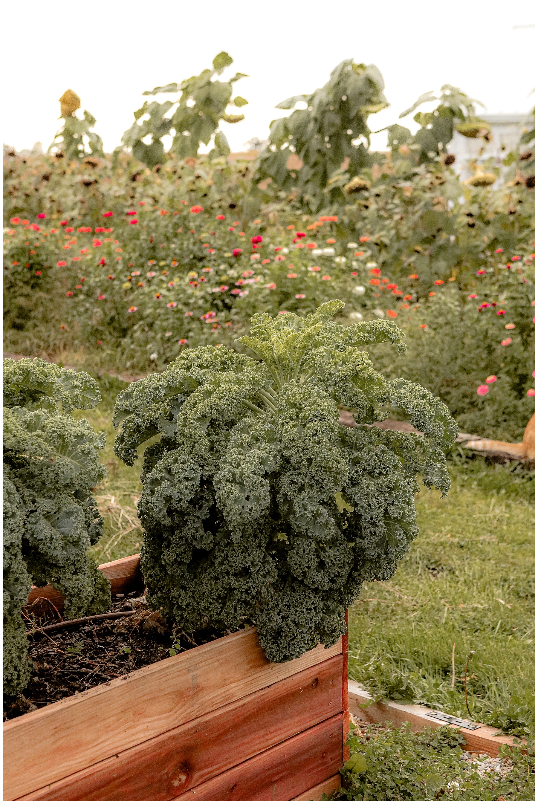 Vegetables to plant for fall garden