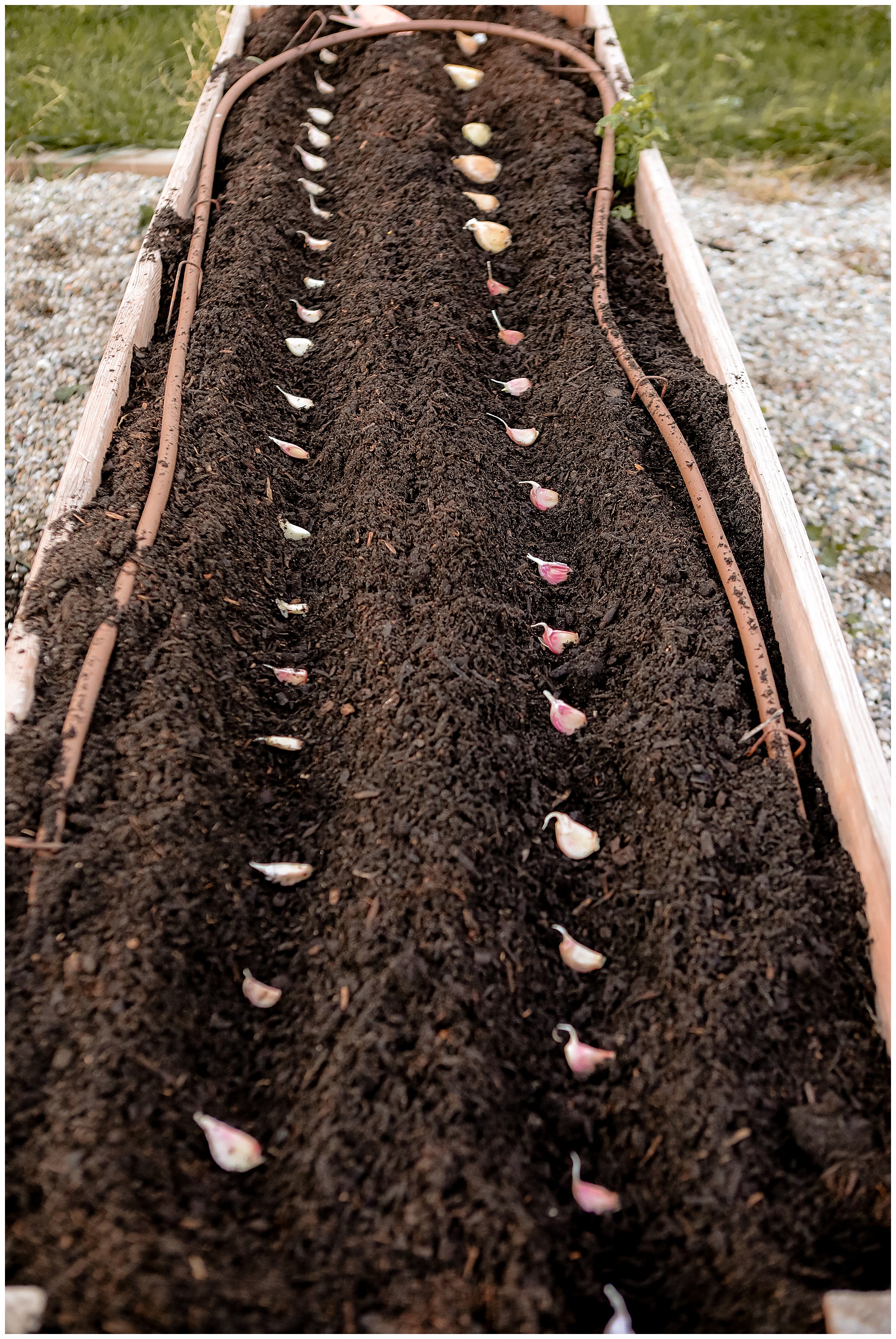 tips for planting garlic cloves