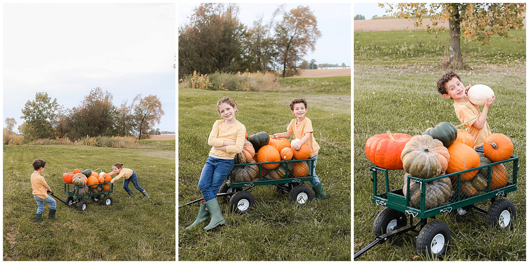 Harvesting pumpkins