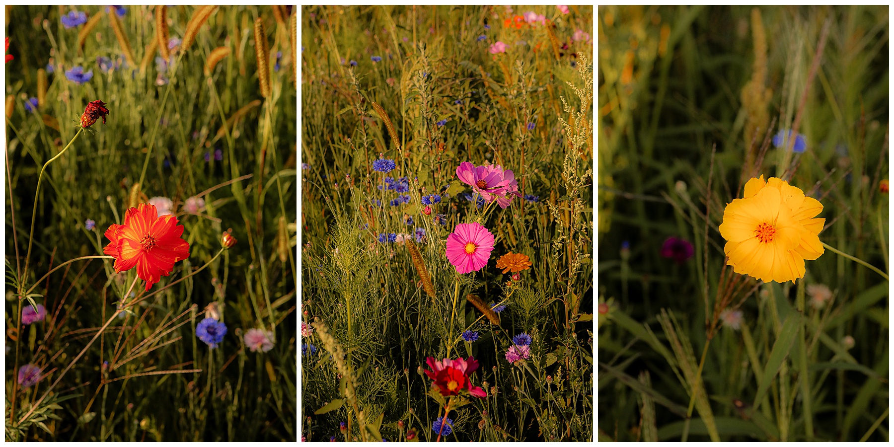 Wildflower field