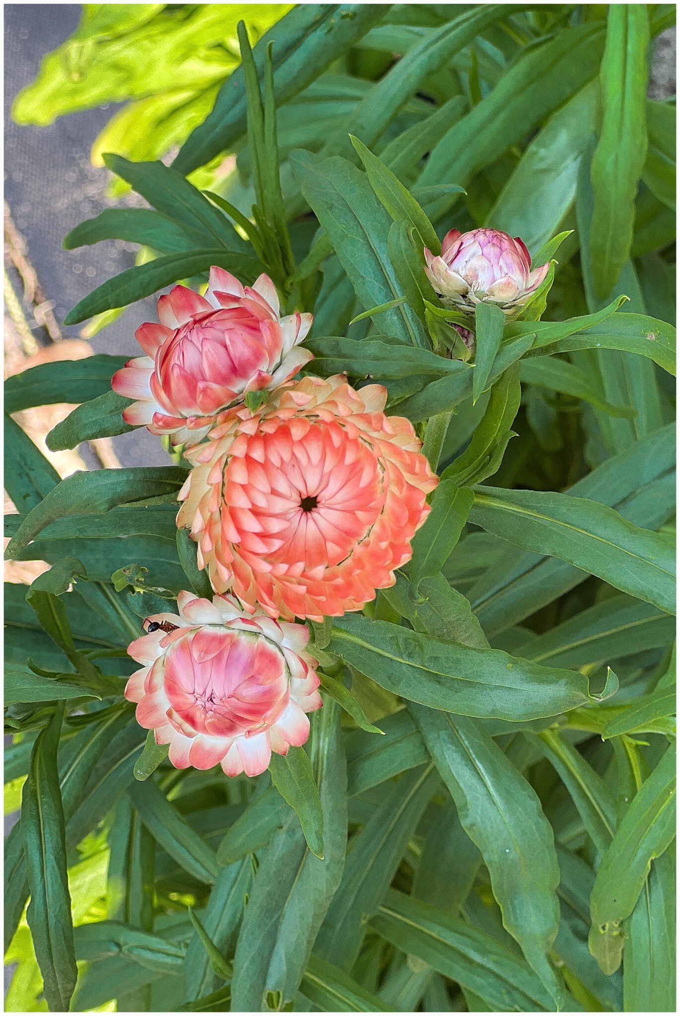 12 Cut and Come Again Flowers Sugar Maple Farmhouse