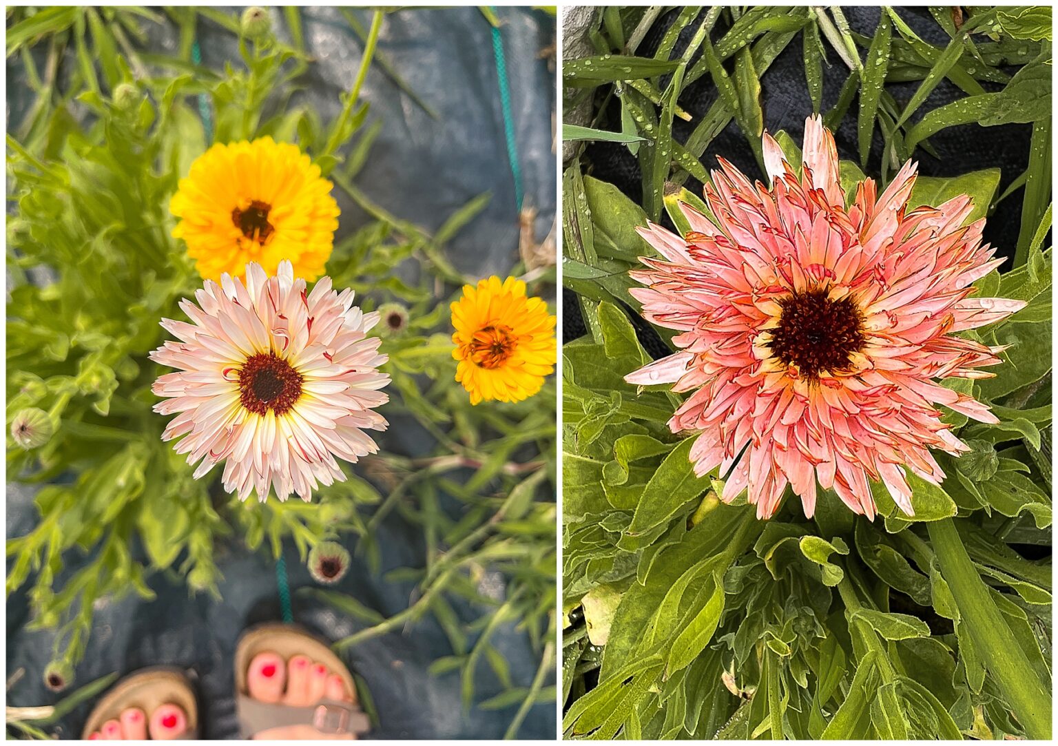 12 Cut and Come Again Flowers Sugar Maple Farmhouse