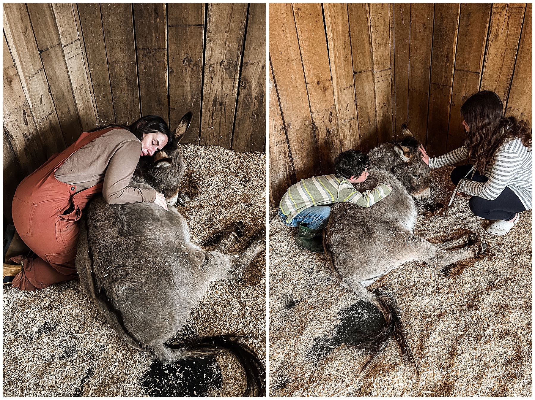 Donkey with colic - Sugar Maple Weekly Updates