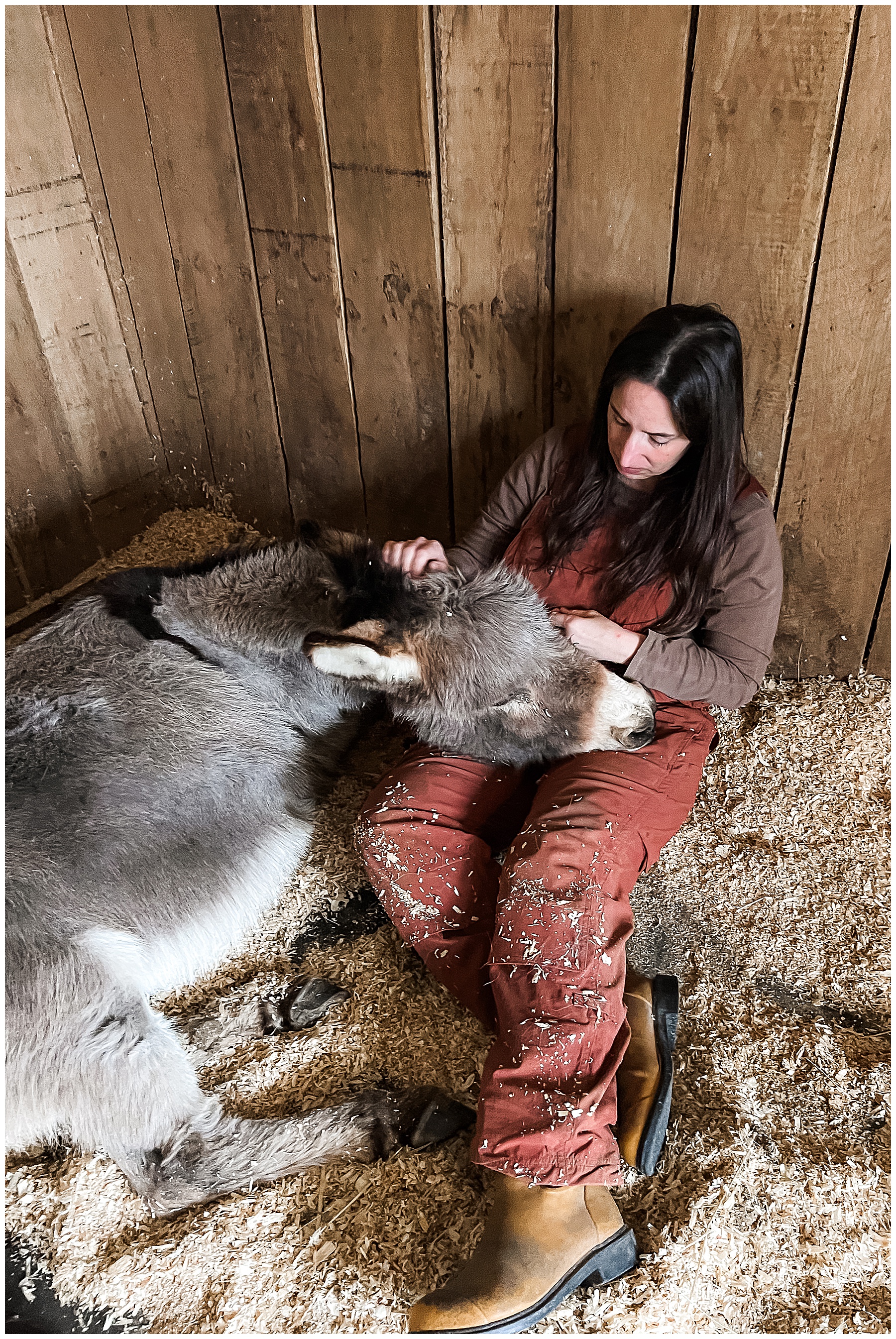 Donkey with colic. Naomi's last day. Sugar Maple Weekly Updates