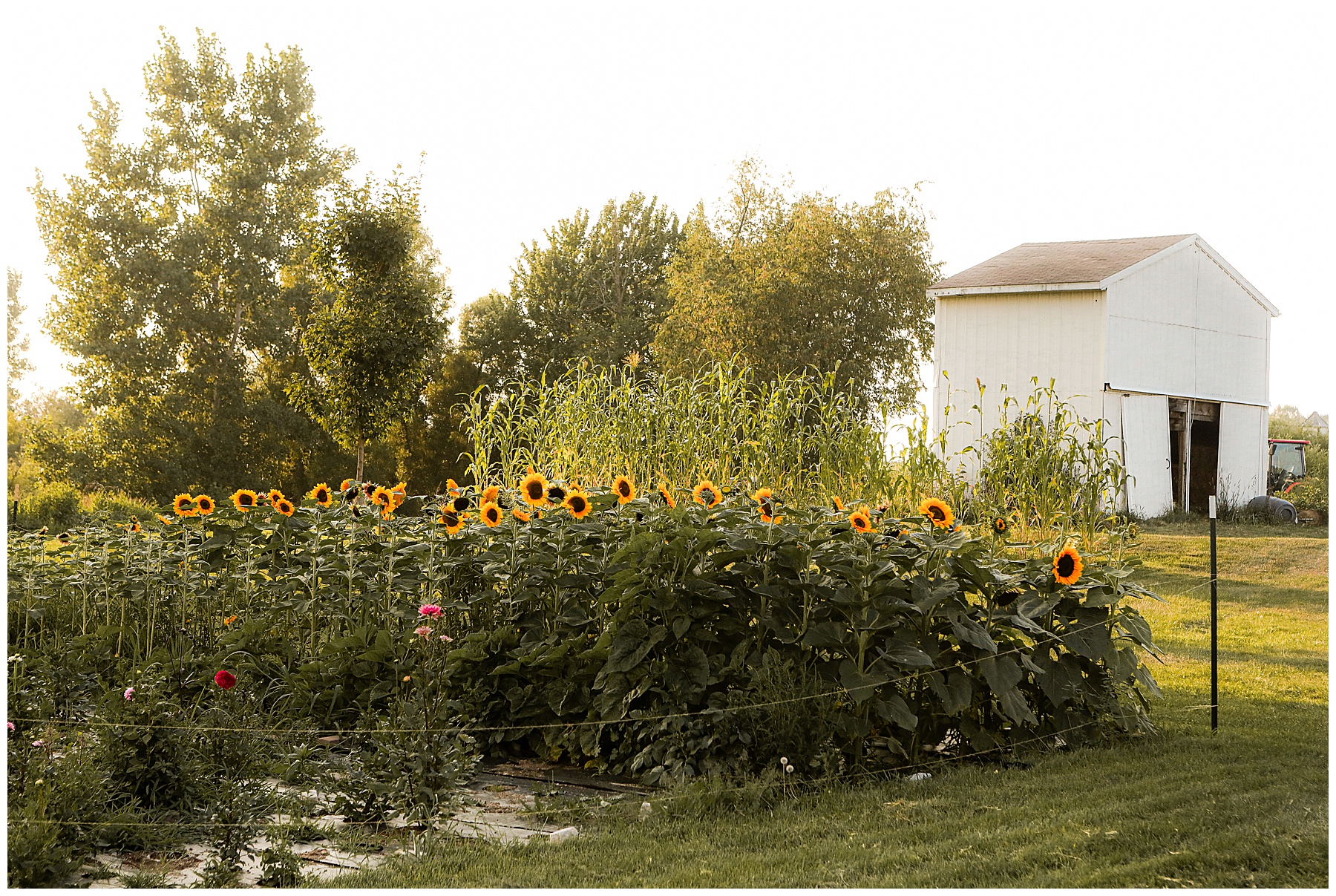 Farmhouse sunflower field