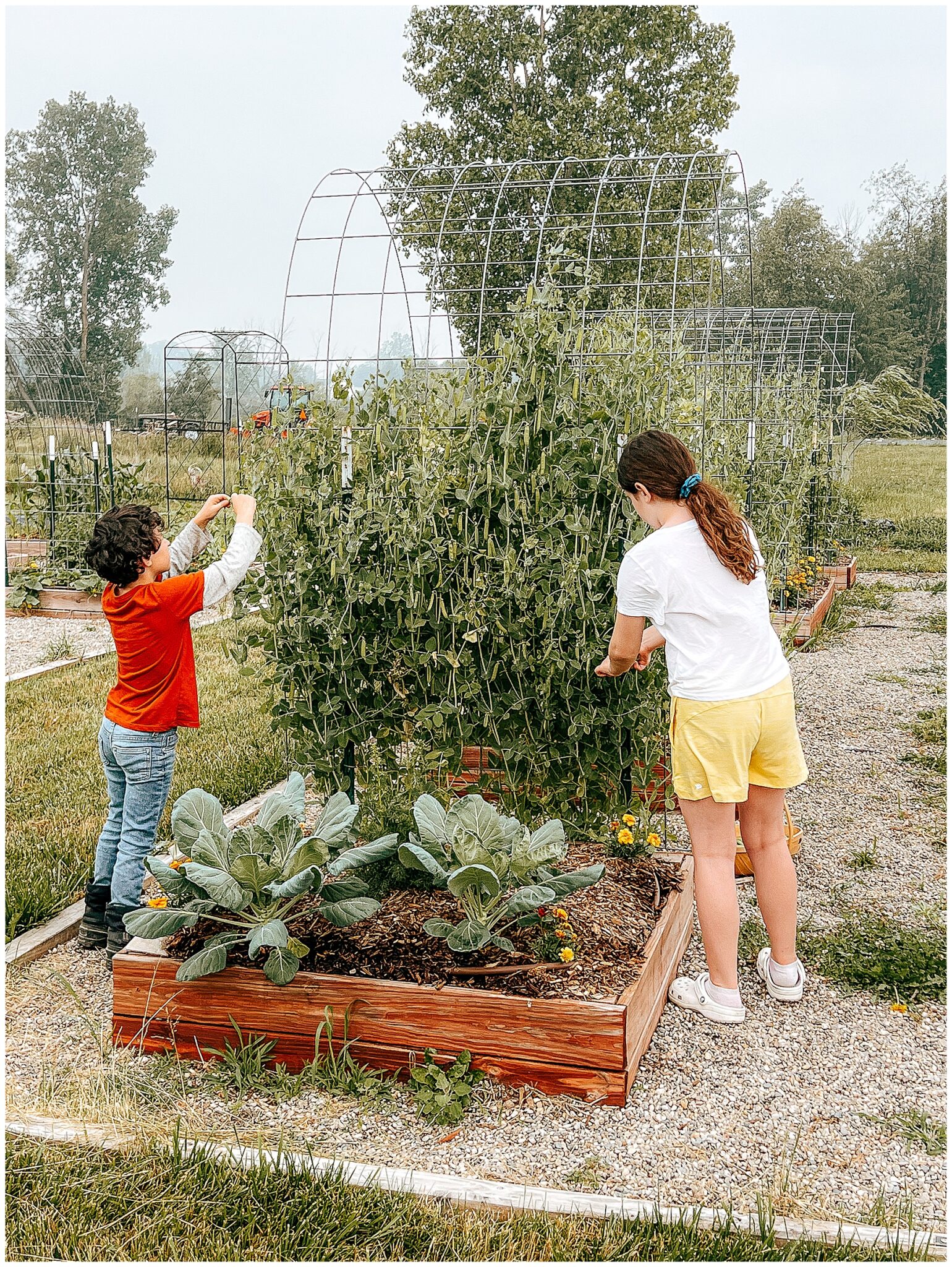 15 Vegetable Seeds to Plant Directly in the Ground