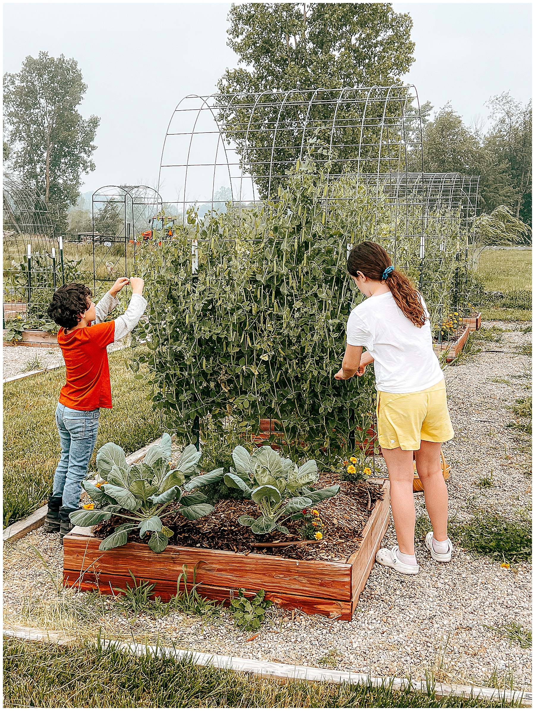 olivenbaum xxl XXL Olivenbaum 160-170cm kaufen – Green Me Up main image 0