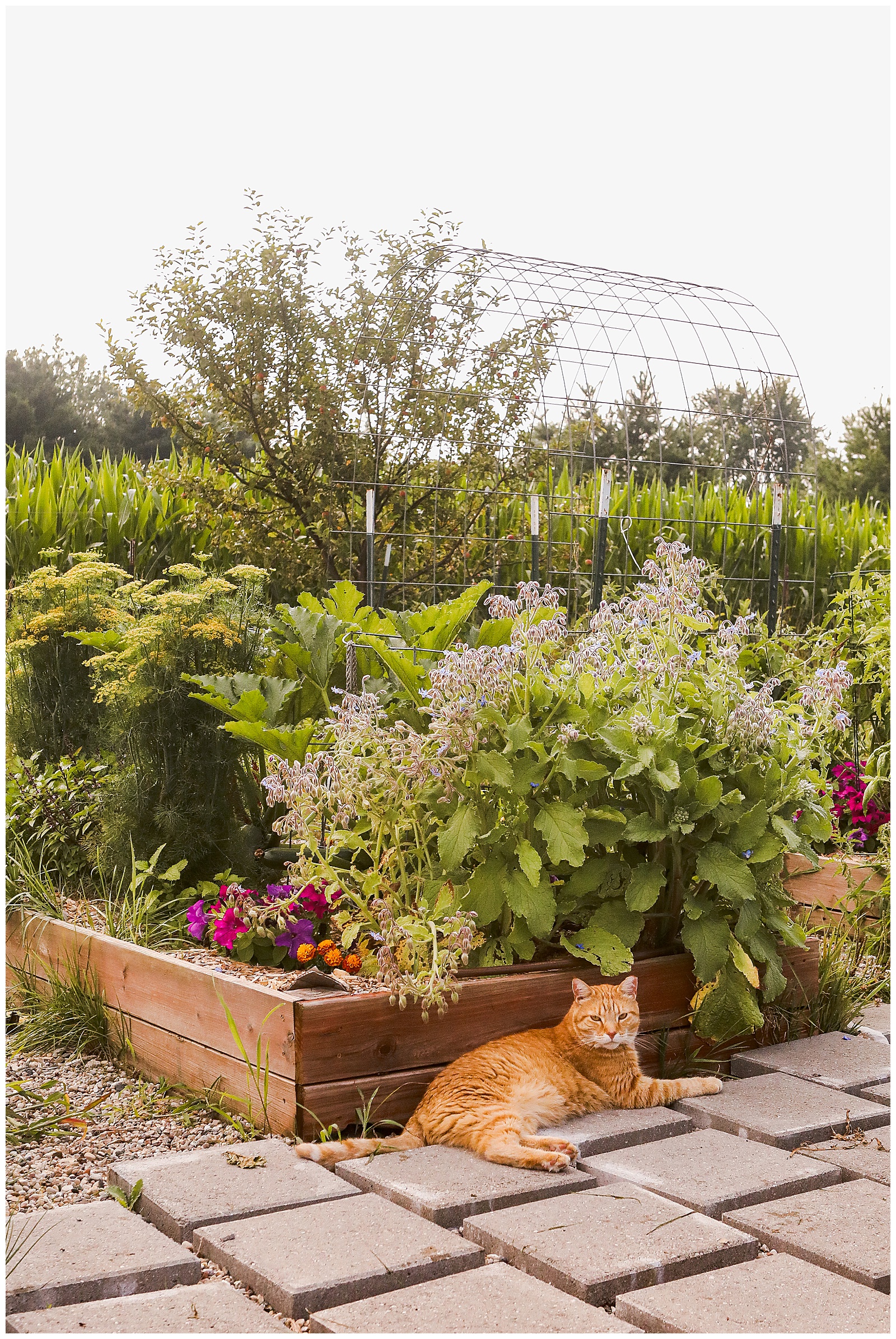 Companion Planting Flowers & Herbs that Help Repel Bugs