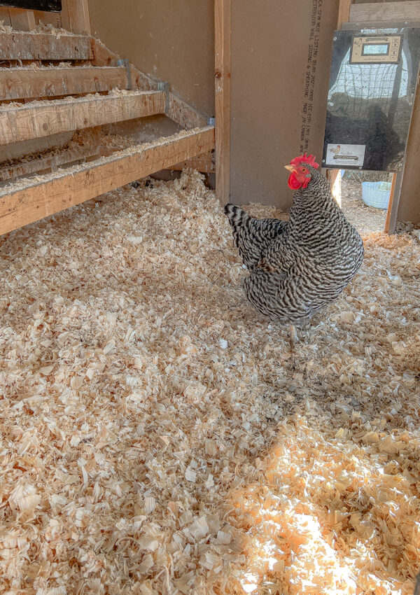 Chicken Coop Deep Litter Method