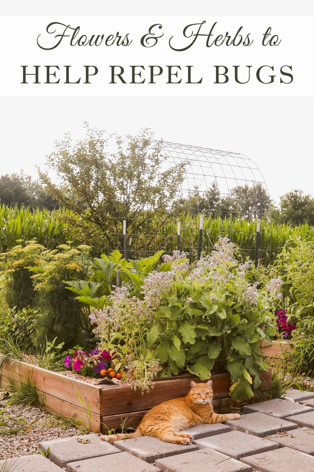 Companion Planting Flowers & Herbs that Help Repel Bugs