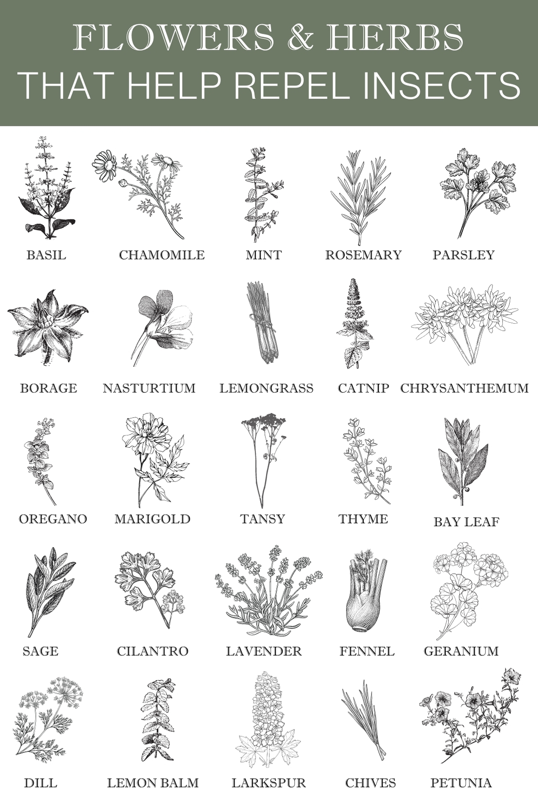 Companion Planting : Flowers & Herbs that help repel bugs