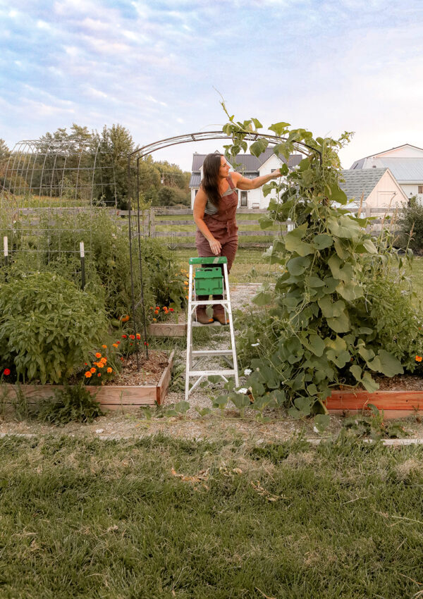Growing a Food Forest