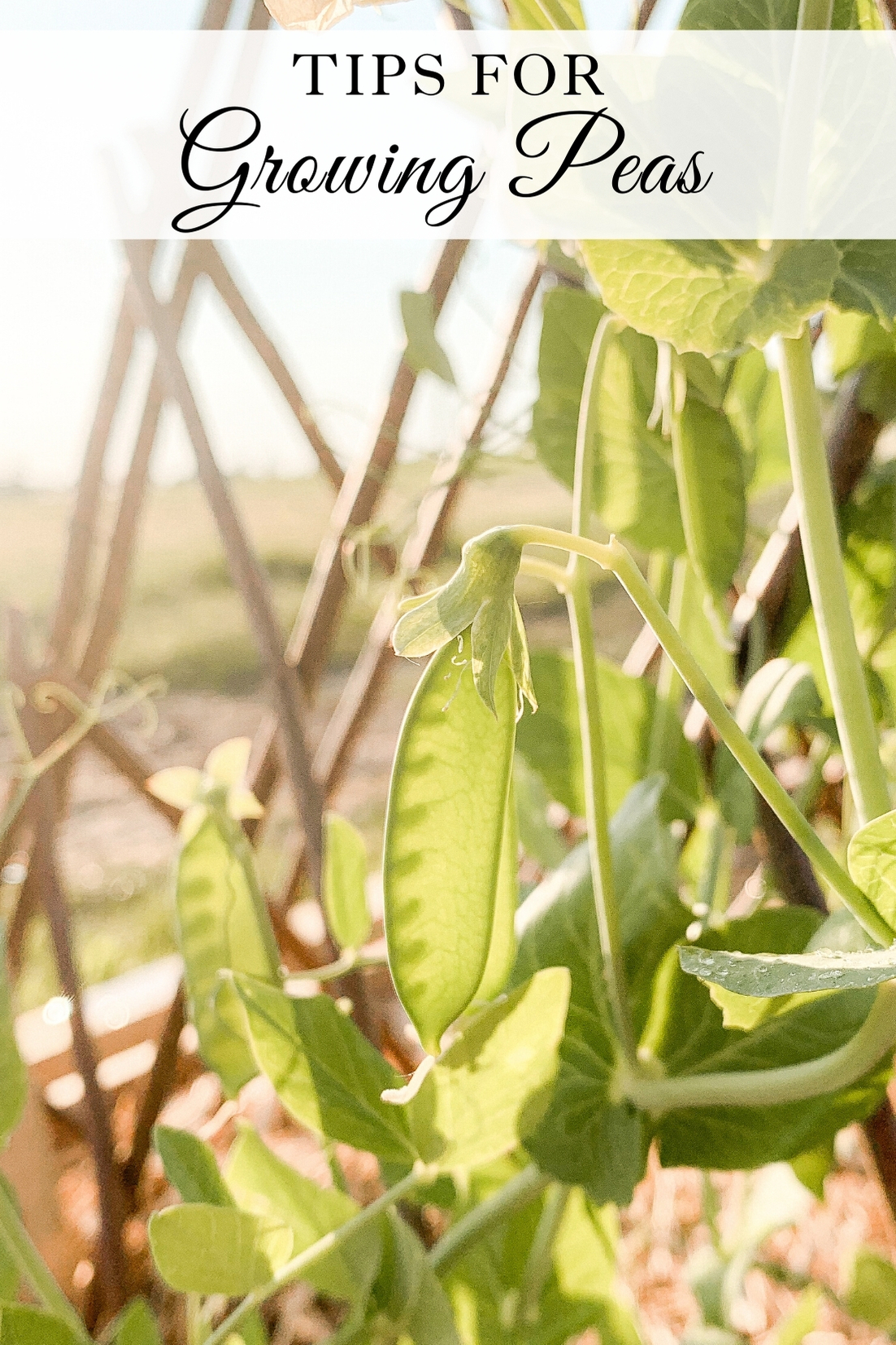 Tips for growing peas