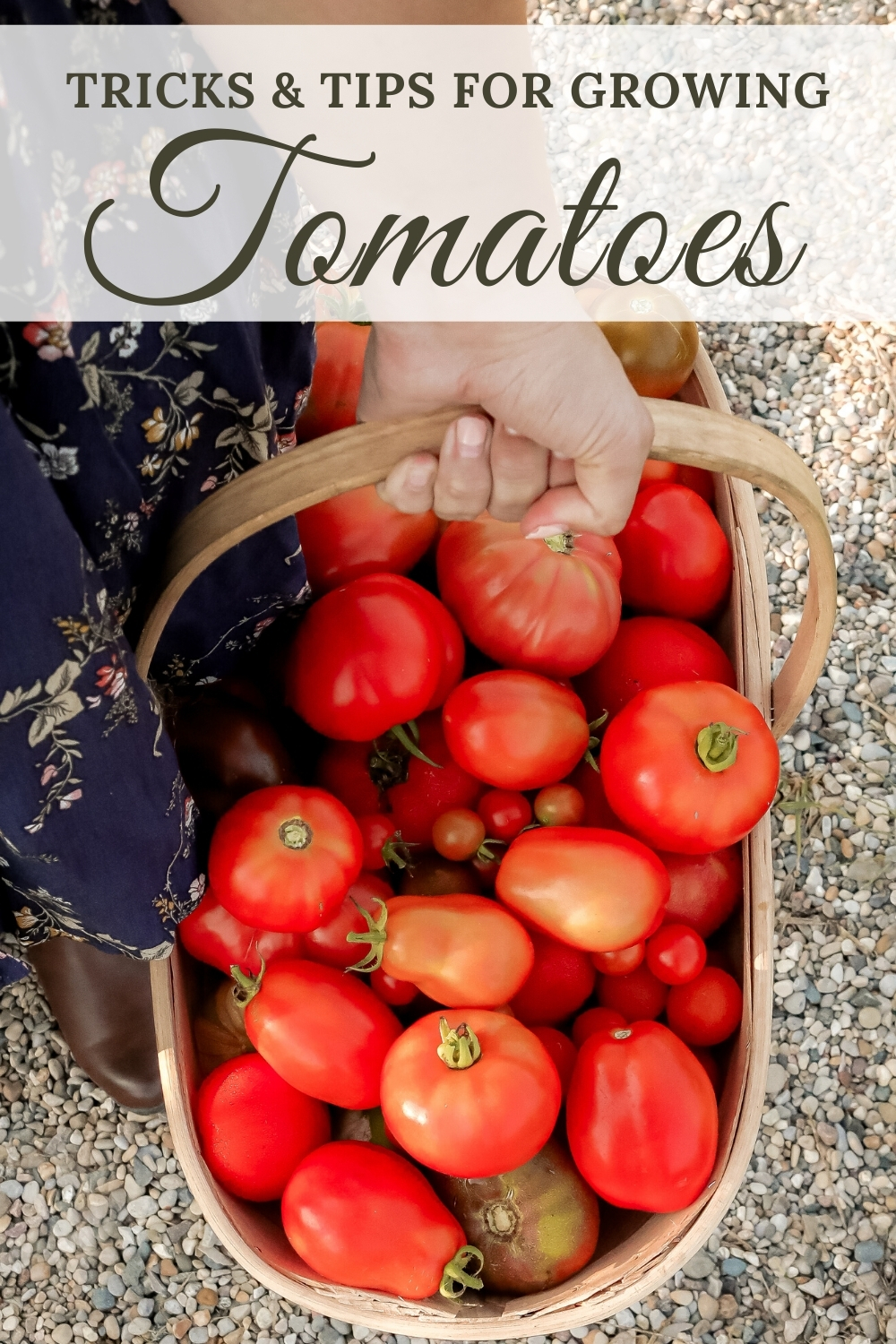 Tips for growing tomatoes from seeds and through the season