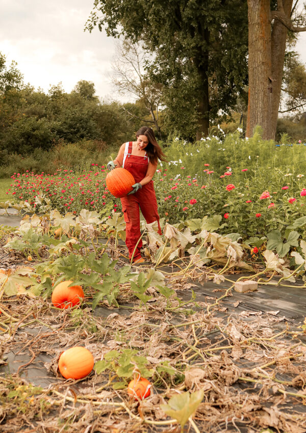 How to harvest pumpkins for decor and carving