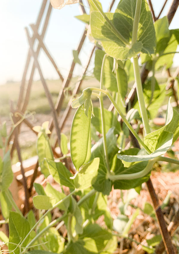 Tips for growing peas