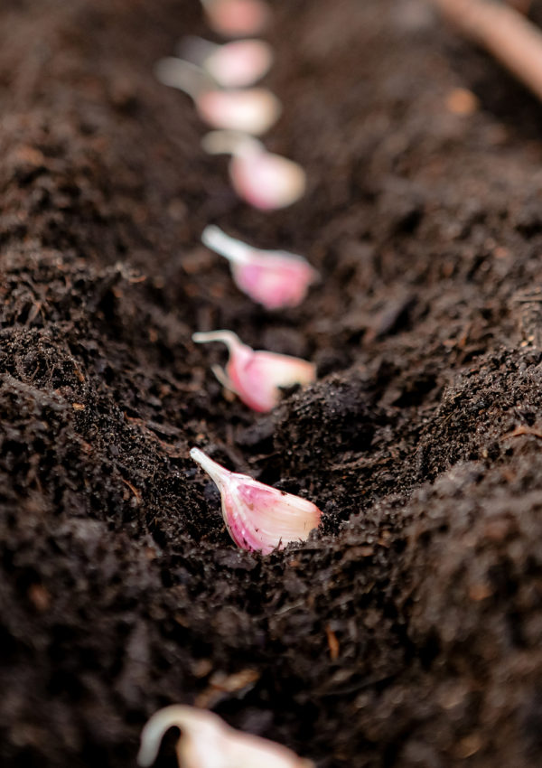 Tips for planting garlic cloves