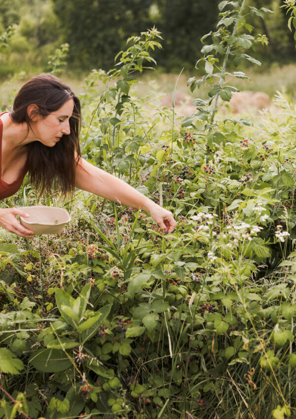 Sugar Maple Monthly Updates – July 16, 2024