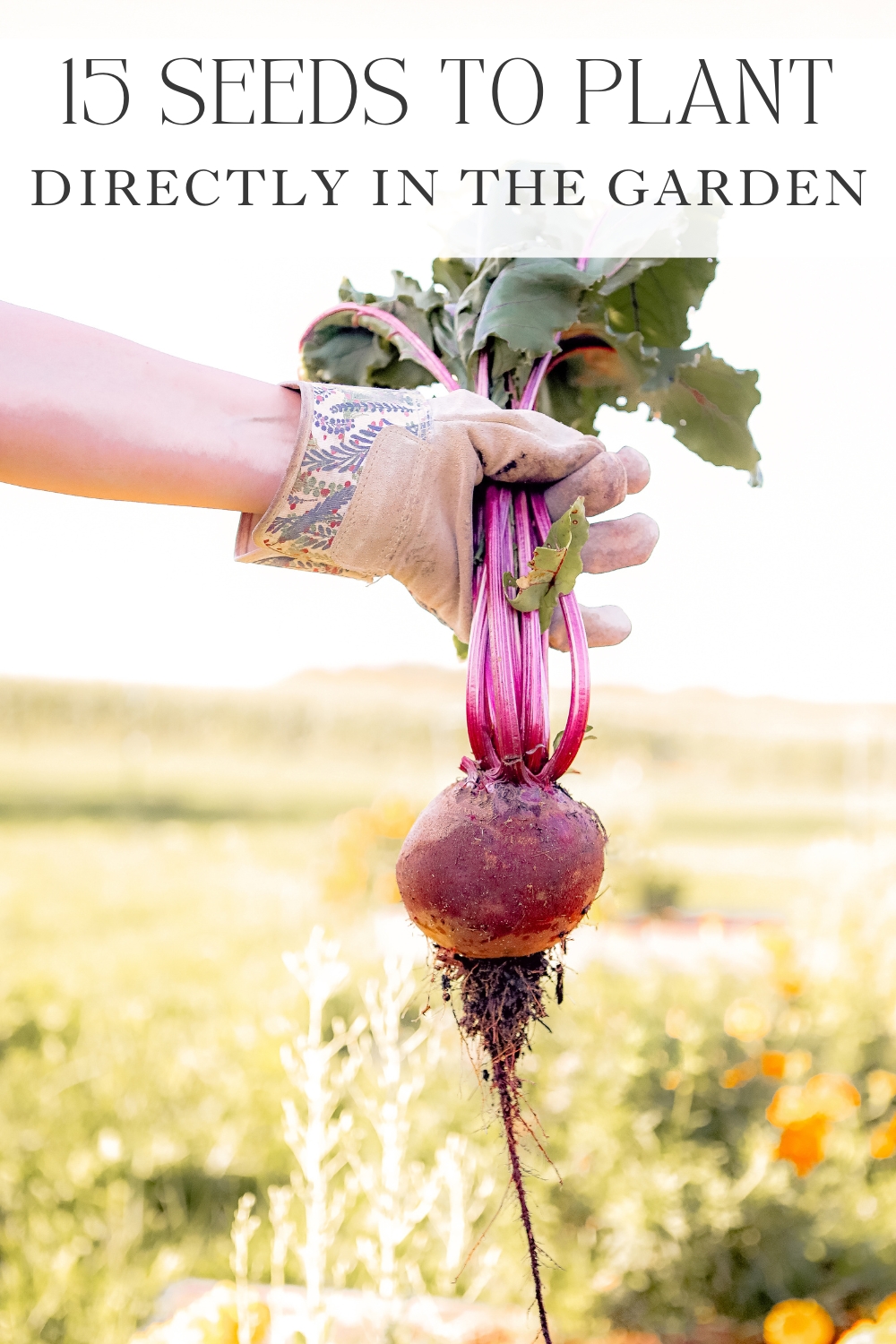 15 Vegetable Seeds to Plant Directly in the Ground