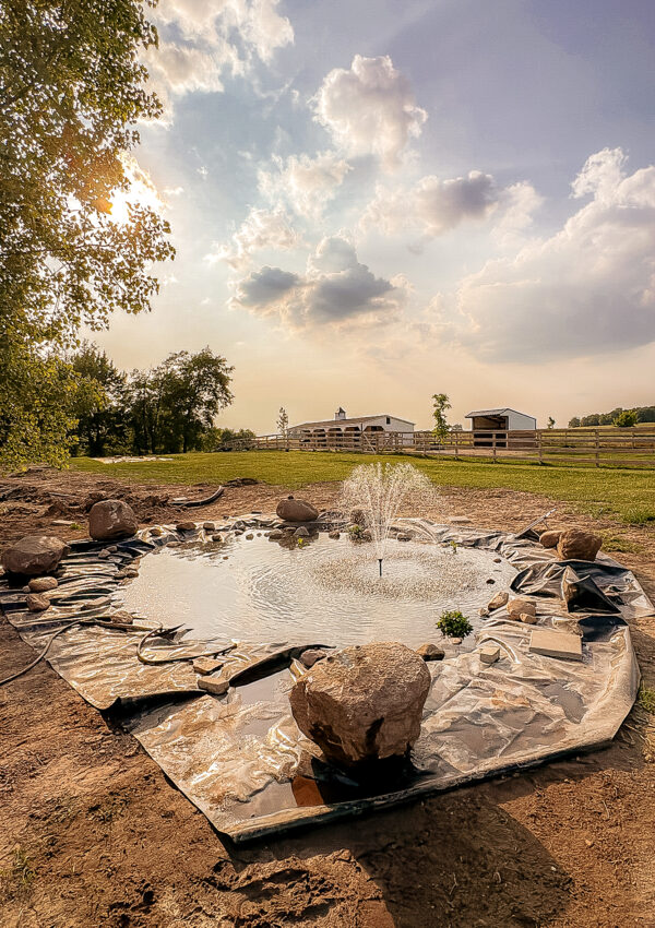 Sugar Maple Moments – Hazy June Days